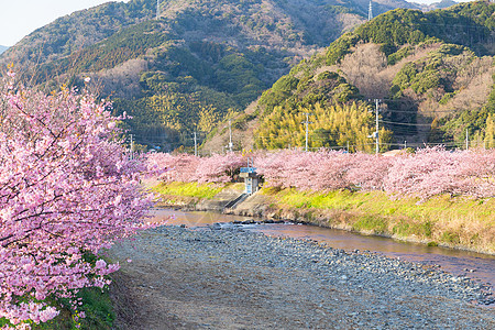 日本的樱树植物植物群樱花农村压痛村庄蓝色图片