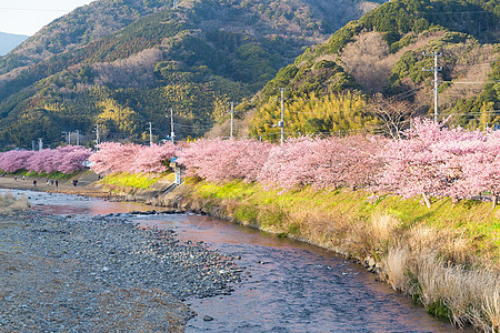 樱树和日本河图片