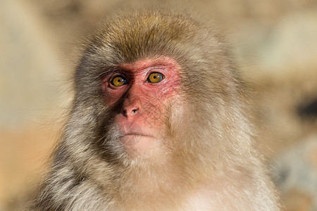 日本的可爱猴子图片