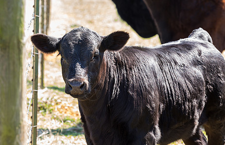 奶牛哺乳动物草原草地奶制品场地农田天空农场配种牛奶图片