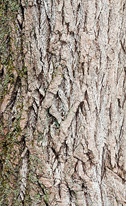 木纹树皮纹理木材墙纸乡村颗粒状照片硬木松树风化粮食棕色图片
