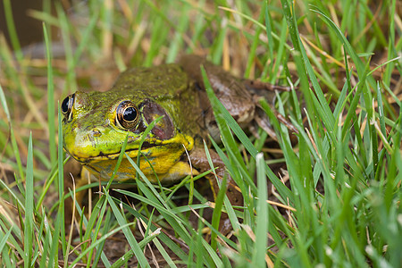 绿青蛙蟾蜍动物环境绿色野生动物沼泽池塘眼睛荒野公园图片
