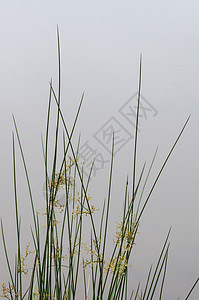 河草植物季节反射天空草本植物沼泽芦苇月亮绿色叶子图片