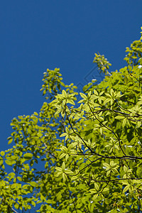 树背景季节天空木头松树叶子树干树木森林树叶公园图片