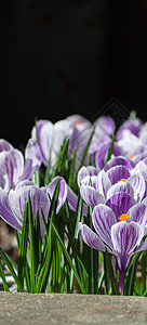 番红花集团藏红花红花季节植物生长美丽植物群紫丁香紫色宏观图片