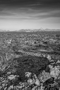 凤凰沙漠风景荒野国家地平线岩石植被天空沙漠旅行植物高清图片