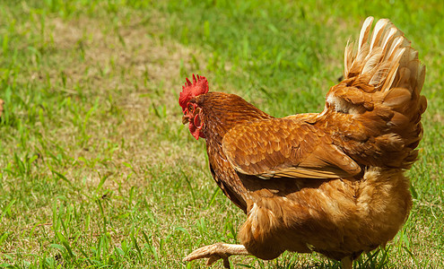 鸡小鸡羽毛家禽母鸡生活环境女性鸟类农家院乡村图片