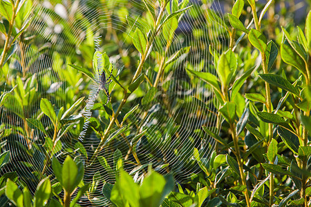 在 Azalia 灌木丛中拼写蜘蛛网图片