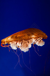 紧闭鱼的果冻辉光游泳蓝色动物水族馆海洋生物危险情调生活图片