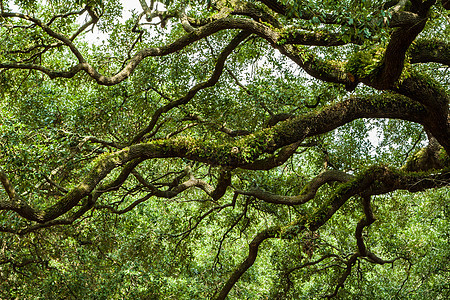 位于广场的橡树树丛历史性树木森林风景居住胡同种植园分支机构苔藓绿色图片