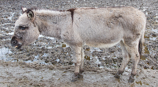 外地驴子草原草地家畜动物场地牧场荒野农场骡子哺乳动物图片