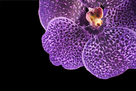 黑底的紫兰花花万达图片