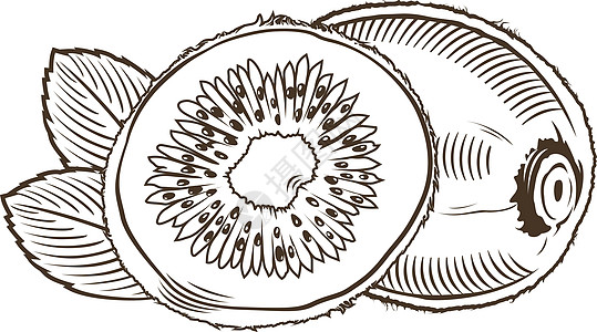 古时风格中的 Kiwi 线条艺术矢量插图图片