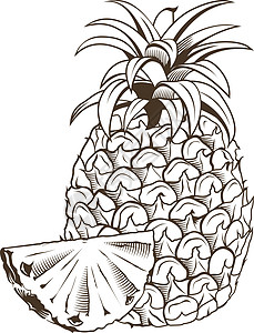 古时风格中的菠萝 线条艺术矢量插图图片