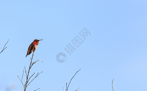 鲁富蜂鸟红色飞行男性野生动物栖息女性翅膀红褐色航班动物图片