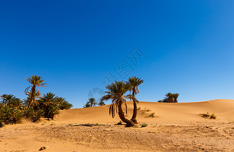 在沙漠绿洲的棕榈树上图片