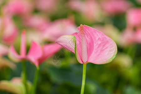 特写雨林中的辣椒花图片