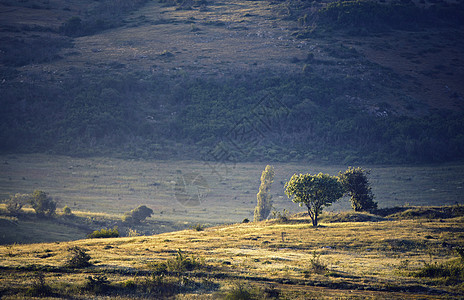 克里米亚山上的孤树图片