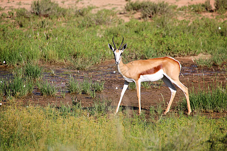 a 位于非洲南部Kiggalagadi跨界公园的泉博克野生动物动物群哺乳动物栖息地生态蓝色跨界者羚羊国家荒野图片