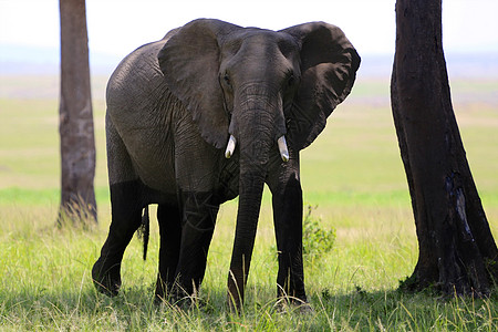肯尼亚马赛马拉国家公园大象图片
