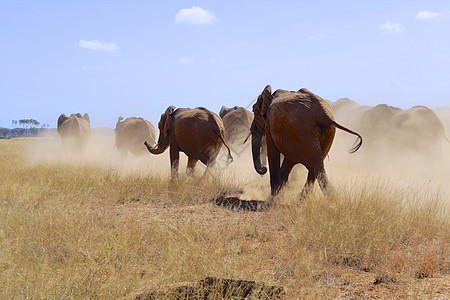 大象群 桑布鲁国家公园Kenya图片
