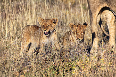 在阿托沙国家公园Kenya的狮子幼崽图片