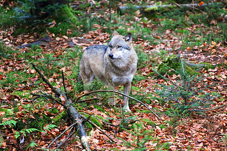 在巴伐利亚森林的野狼 国家公园德国灰色猎人捕食者树木荒野俘虏国家狼疮公园动物图片