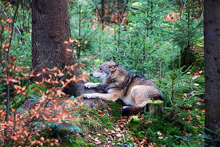 在巴伐利亚森林的野狼 国家公园德国捕食者动物荒野狼疮食肉树木公园俘虏猎人哺乳动物图片