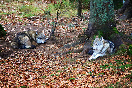 在巴伐利亚森林的野狼 国家公园德国猎人荒野食肉国家狼疮俘虏捕食者树木哺乳动物动物图片