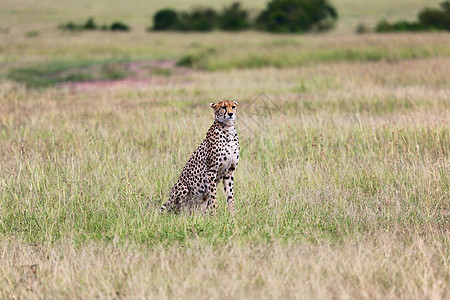 马赛马拉国家公园非洲Kenya公园灌木丛中的猎豹图片