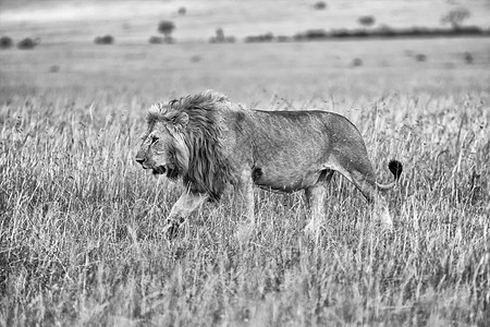 马赛马拉国家公园Kenya(黑白)的灌木丛中美丽的狮子图片