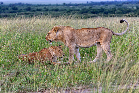 马赛马拉国家公园的雄狮子和雌狮子图片