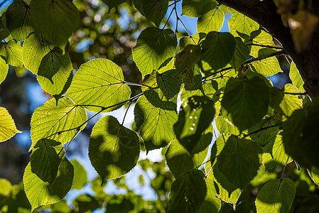 林顿树的叶子图片