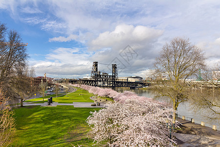 滨海公园樱花树图片