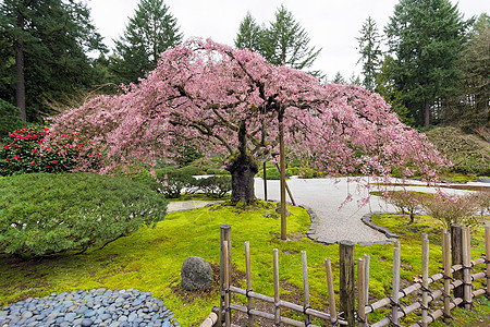 春之樱花树图片