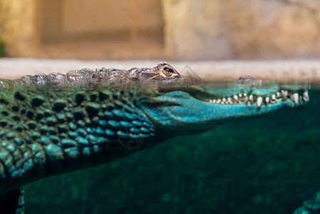鳄鱼头部跳出水面的缝合图片