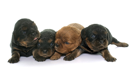 小小狗骑兵王查尔斯黑色新生儿棕色动物团体宠物猎犬工作室图片