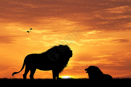 日落时狮子野生动物动物插图阳光荒野图片
