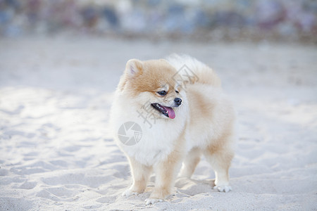白沙上的波美拉尼狗小狗舌头后肢爪子白色哺乳动物宠物犬类图片