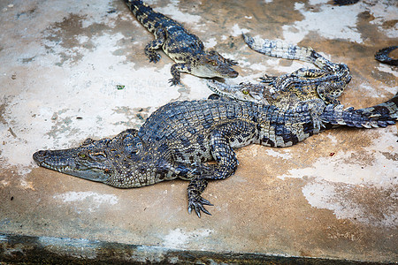 柬埔寨大型鳄鱼目的地爬虫侵略沼泽地球气候旅行动物园热带宠物图片