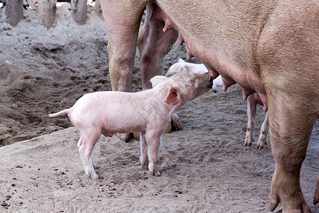 母乳喂猪猪农场农村粉色摊位友谊乡村木头动物农业食物图片
