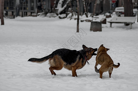 冬天在公园玩两只家养狗图片