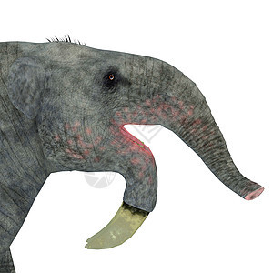 哺乳动物头部主题食草獠牙草食性动物群荒野生物野生动物象牙古生物学图片