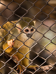 铁笼里的松鼠猴子动物园鼠属荒野白色野生动物哺乳动物图片