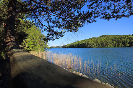 瑞典沙发湖松树森林天空海岸蓝色石头岩石图片