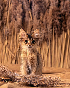 索马利小猫图片