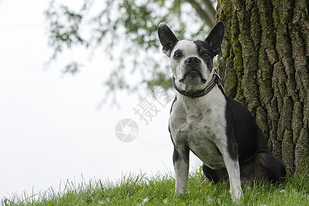 波士顿特瑞犬宠物毛皮猎犬黑色朋友绿色白色伴侣小狗犬类图片