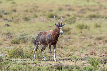 斑马山国家公园中的湿blesbok自然保护区动物水利羚羊多云动物群食草野生动物下雨哺乳动物图片