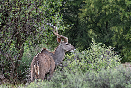 Kudu 公牛浏览自然保护区哺乳动物多云水利动物羚羊动物群野生动物食草图片