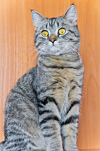 黄色眼睛的猫肖像胡子灰色胡须条纹动物宠物鬓角哺乳动物图片